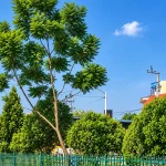 Featured image for “Kathmandu in Dashain: A Different Side of the City”