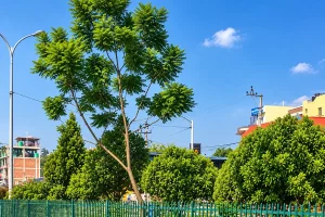 Kathmandu in Dashain: A Different Side of the City