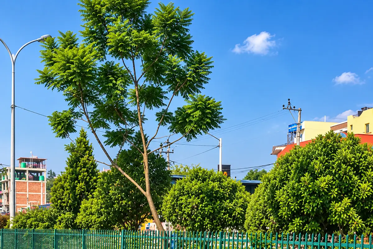 Kathmandu in Dashain: A Different Side of the City